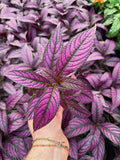 Strobilanthes Dyerianus | Persian Shield