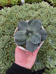Agave Parryi