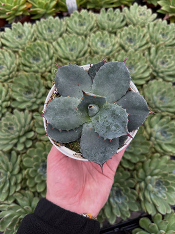 Agave Parryi