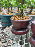 Bonsaï - Ficus Ginseng
