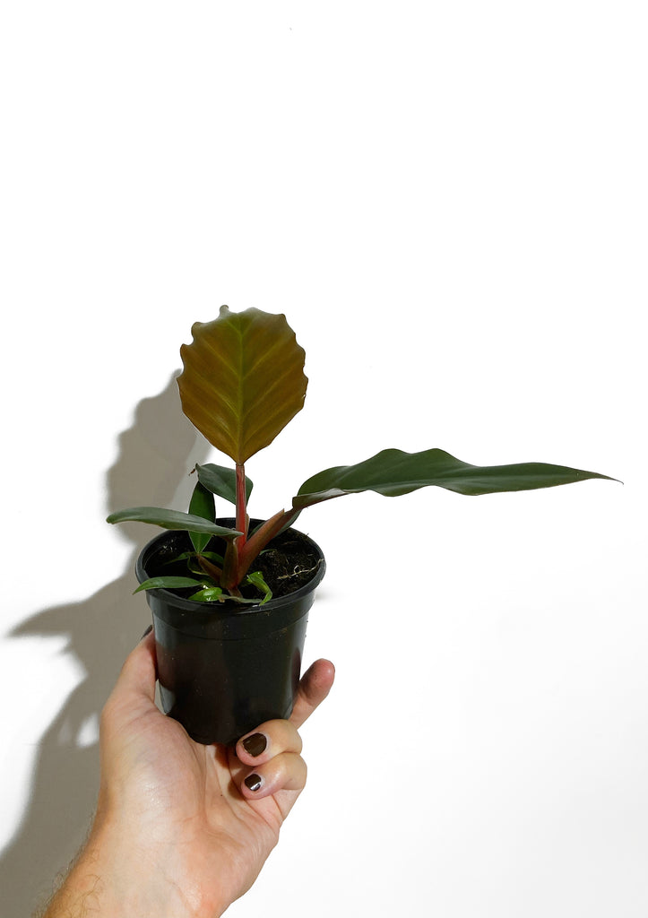 philodendron chocolate Philodendron 'Chocolate Empress' – Végétal Design Qc