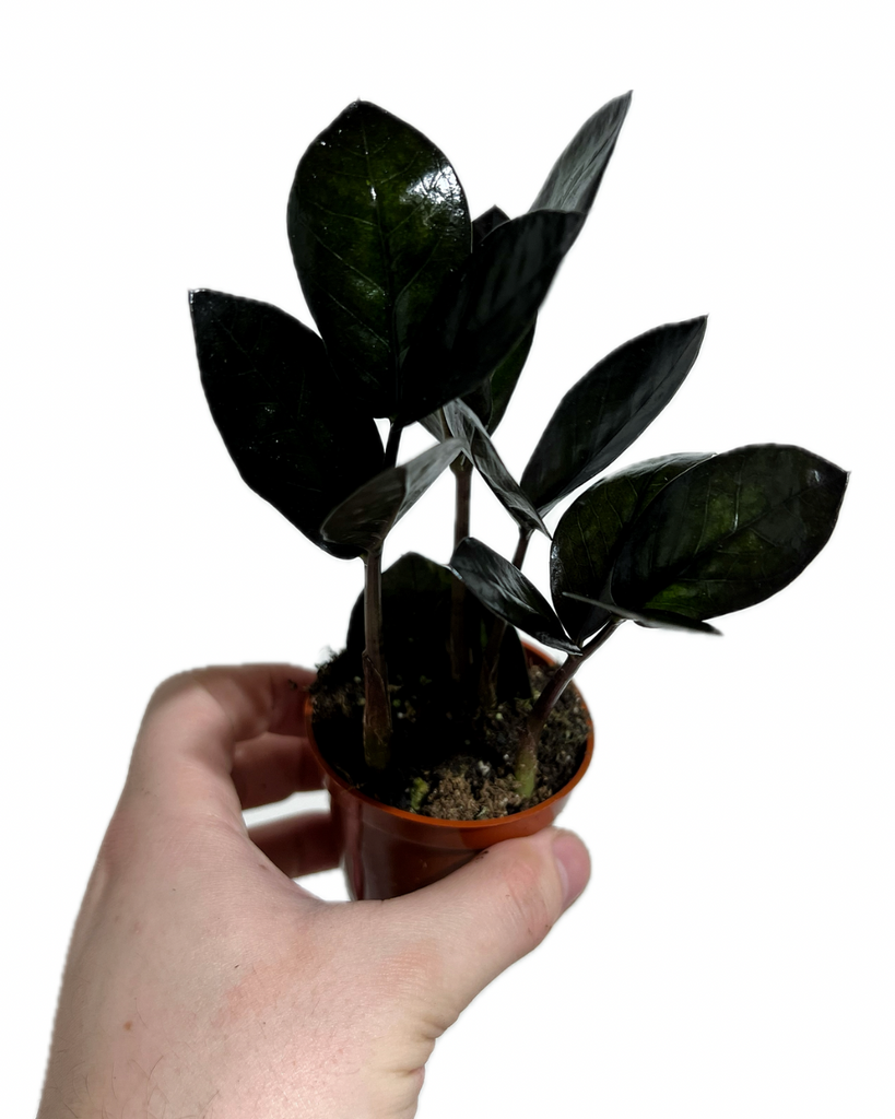 plante zz Zamioculcas Zamiifolia 'Raven'