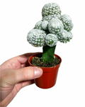 Cactus Greffé #2