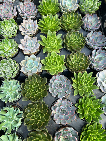 Succulent Mix
