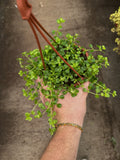 Pilea Depressa | Baby Tears