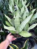 Sansevieria Trifasciata 'Moonshine' | Snake Plant