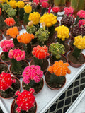 Color Grafted Cactus
