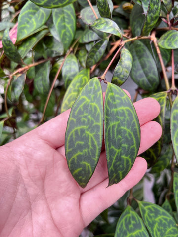 Aeschynanthus Longicaulis 'Black Pagoda'