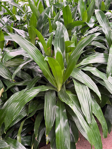 Dracaena  'Janet Craig'