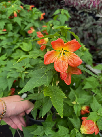 Abutilon 'Orange' | Érable de maison