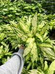 Dieffenbachia 'Starbright'