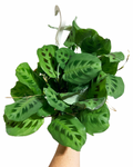 Maranta Leuconeura 'Green' | Prayer Plant