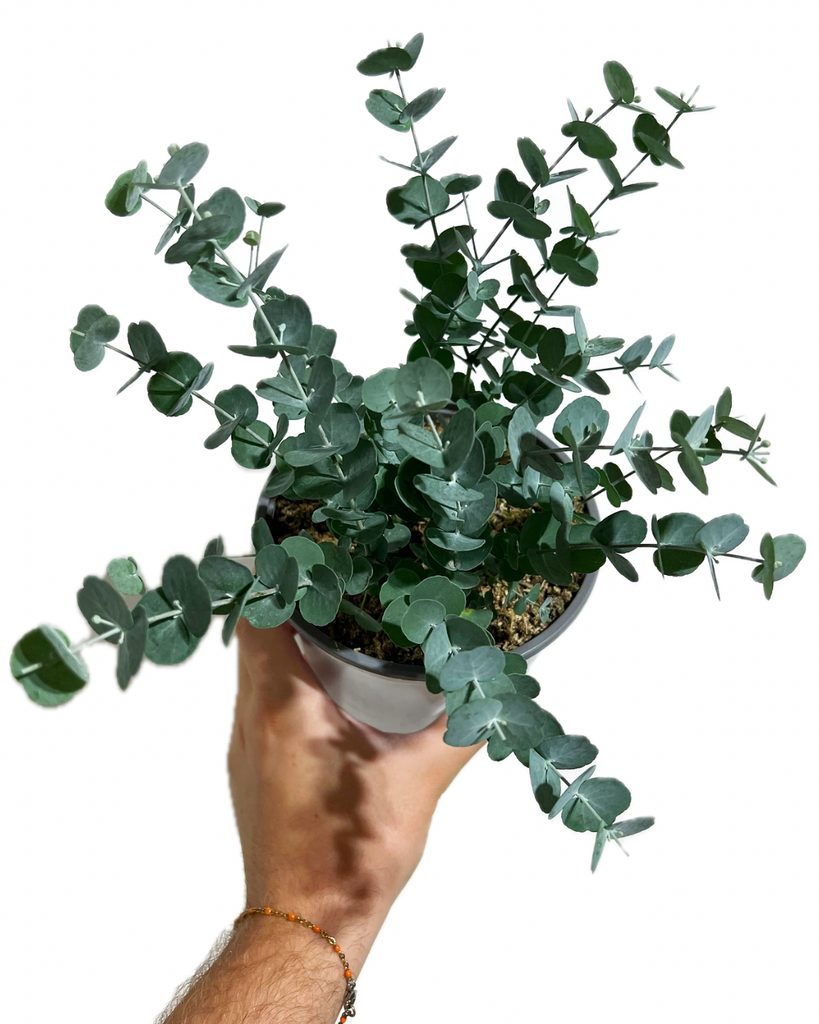 baby blue eucalyptus plant indoor Eucalyptus Pulverulenta 'Baby Blue' (potted)