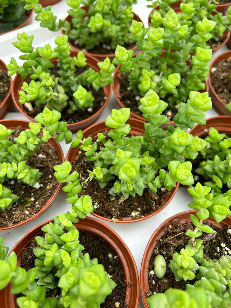 tom thumb succulent plant Crassula Rupestris Commutata 'Tom Thumb'