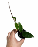 Hoya Carnosa ‘Krimson Queen’ | Plante de cire