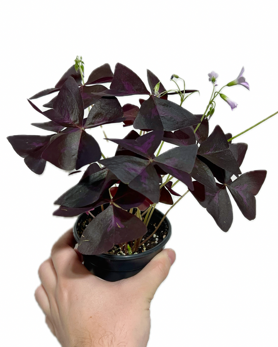 Oxalis triangularis | Oxalide Pourpre – Végétal Design Qc