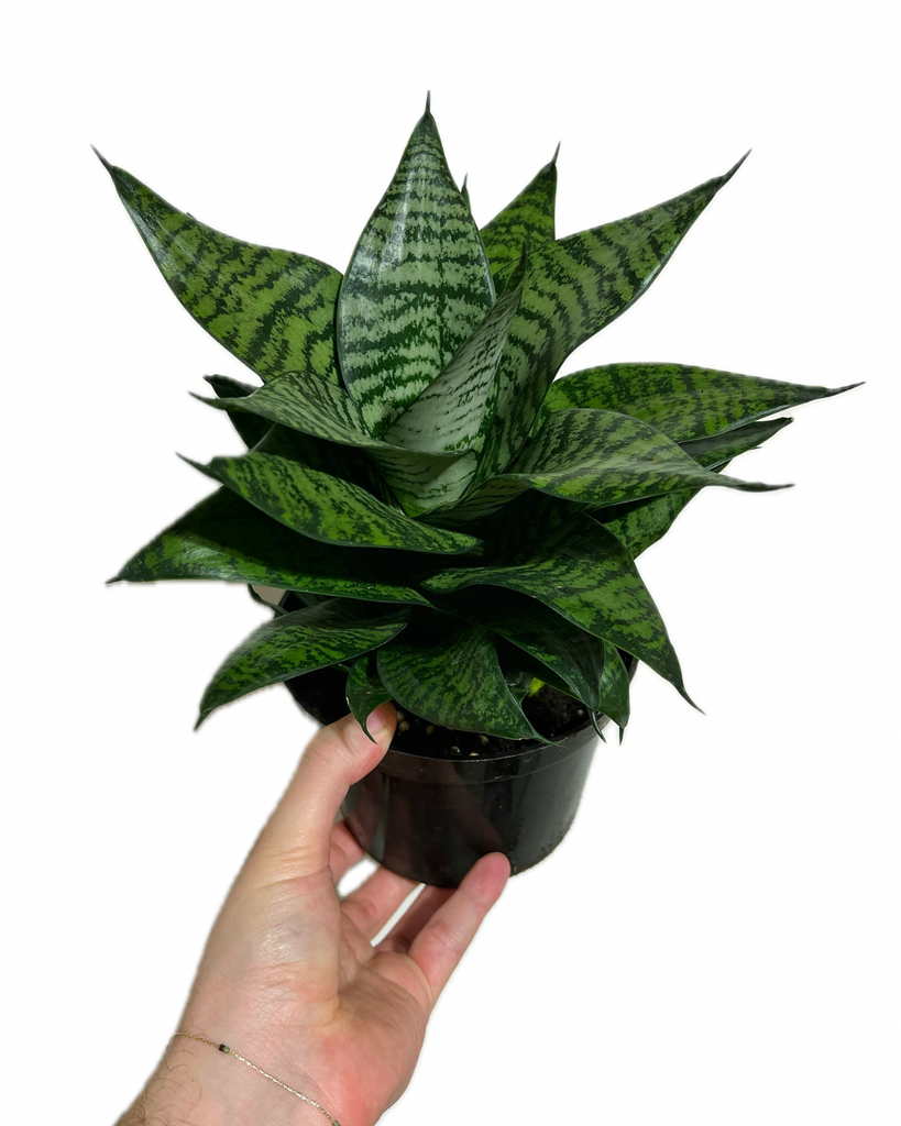 delray plants snake plant Sansevieria Dwarf Zeylanica