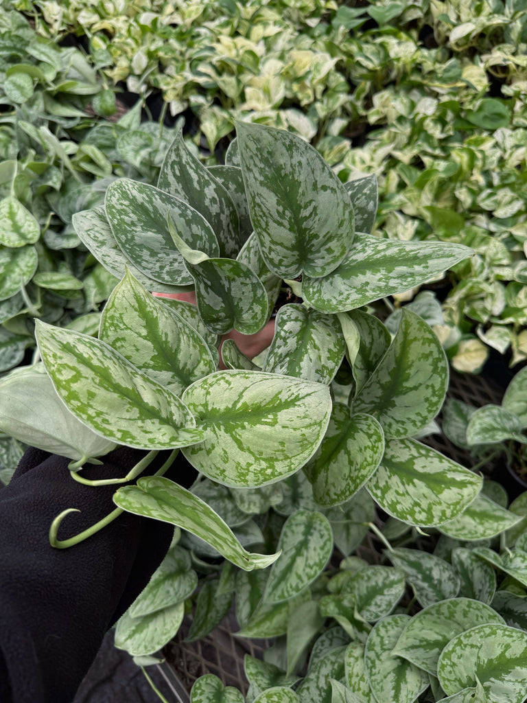 pothos exotica leaves Scindapsus Pictus 'Exotica'