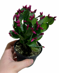 Cactus de Pâques | Rhipsalidopsis Gaertneri