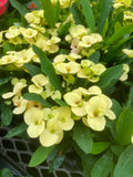 Euphorbia Milii 'Jaune' | Couronne d'épines