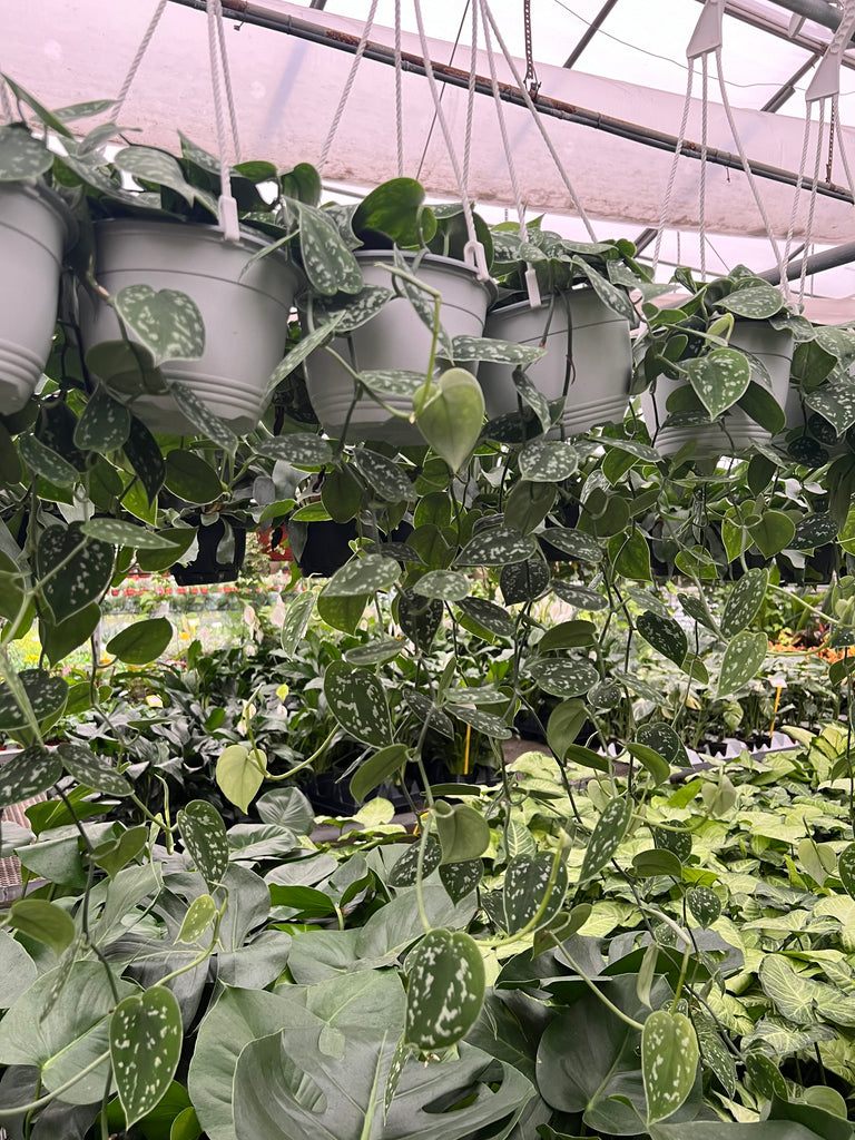 silver pothos scindapsus pictus argyraeus Scindapsus Pictus 'Argyraeus'
