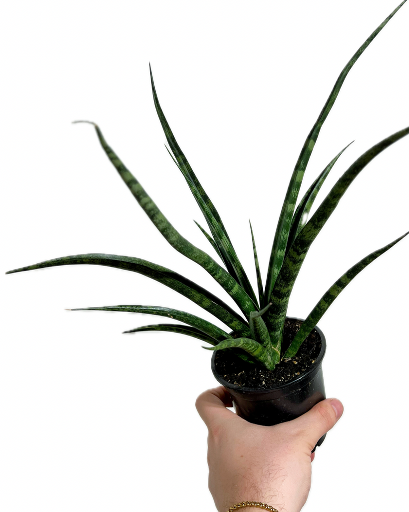 plante snake Sansevieria ´Fernwood Mikado'
