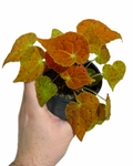 Begonia Rex 'Autumn Amber' | Bégonia