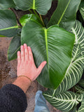 Philodendron Green Congo