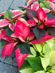 Red Poinsettia | Euphorbia pulcherrima