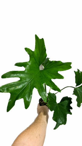 Philodendron Selloum | Philodendron bipinnatifidum | Philodendron Hope