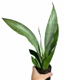 Sansevieria Trifasciata 'Moonshine' | Snake Plant