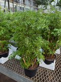 Aralia 'Ming'