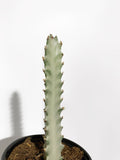 Euphorbia Lactea 'White Ghost'