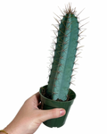 Cereus Forbesii | Cactus