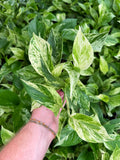 Epipremnum aureum 'Marble Queen' | Pothos 'Marble Queen'