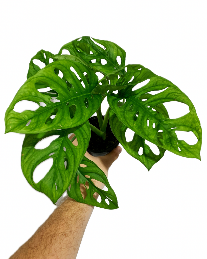 philodendron feuilles trouées Monstera Adansonii