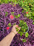 Calliandra Tergemina
