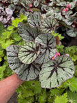 Begonia Rex 'Fedor' | Begonia