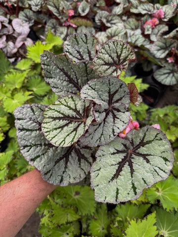 Begonia Rex 'Fedor' | Begonia