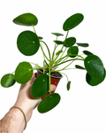 Pilea Peperomioides | Plante porte-bonheur