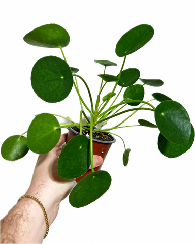 Pilea Peperomioides | lucky plant