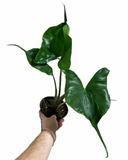 Alocasia  Macrorrhiza 'Stingray'