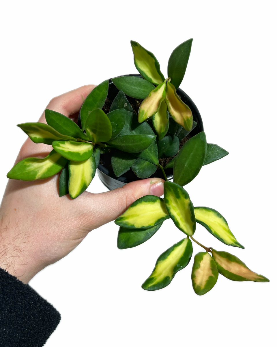 Hoya Burtoniae Variegata – Végétal Design Qc