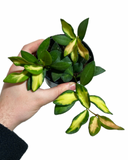 Hoya Burtoniae Variegata
