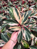 Stromanthe Sanguinea 'Triostar' | Calathea