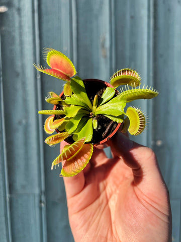 Dionaea Muscipula | Venus Fly Trap