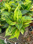 Aglaonema 'Green Papaya'