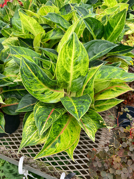 aglaonema green papaya care Aglaonema 'Green Papaya' – Végétal Design Qc