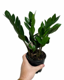 Zamioculcas Zamiifolia | ZZ plant