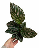 Calathea Ornata 'Pinstripe'